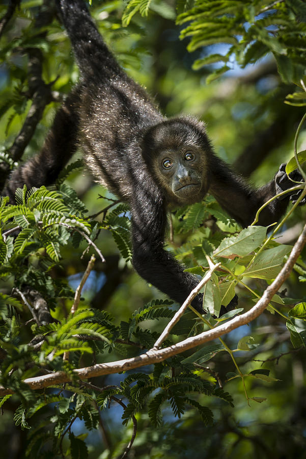 Howler monkey in a tree.  Costa Rica Photograph by OGphoto