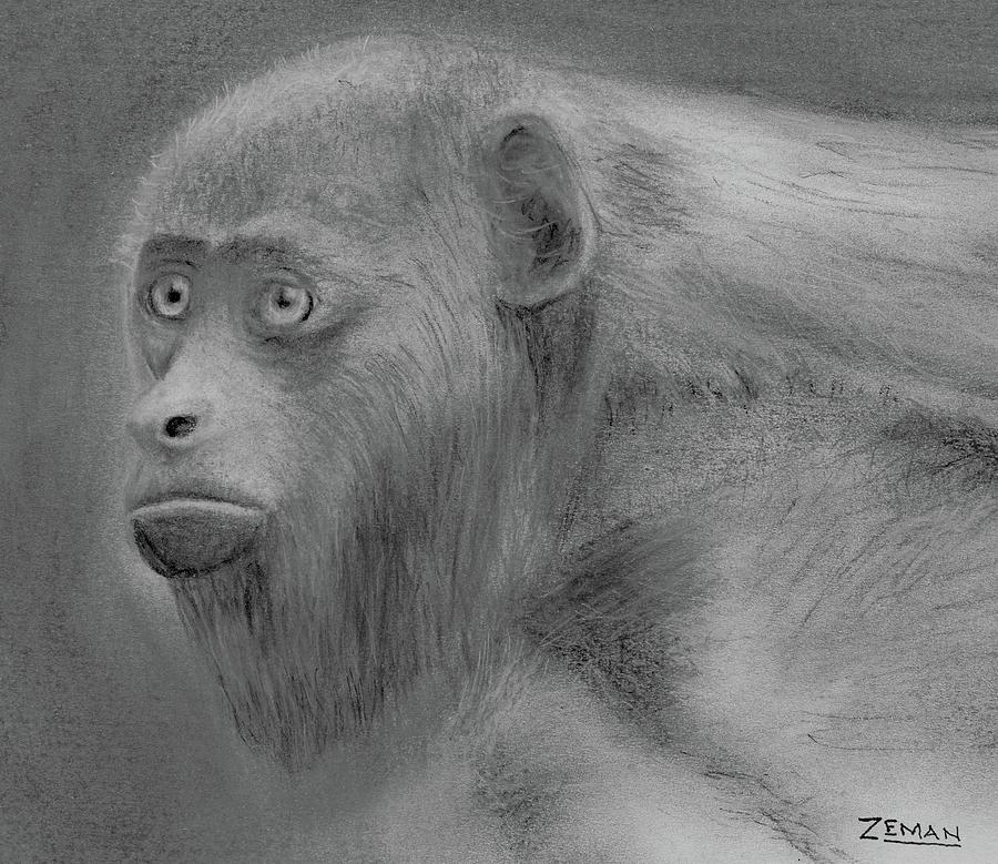 Howler Monkey Drawing by Ron Zeman Fine Art America