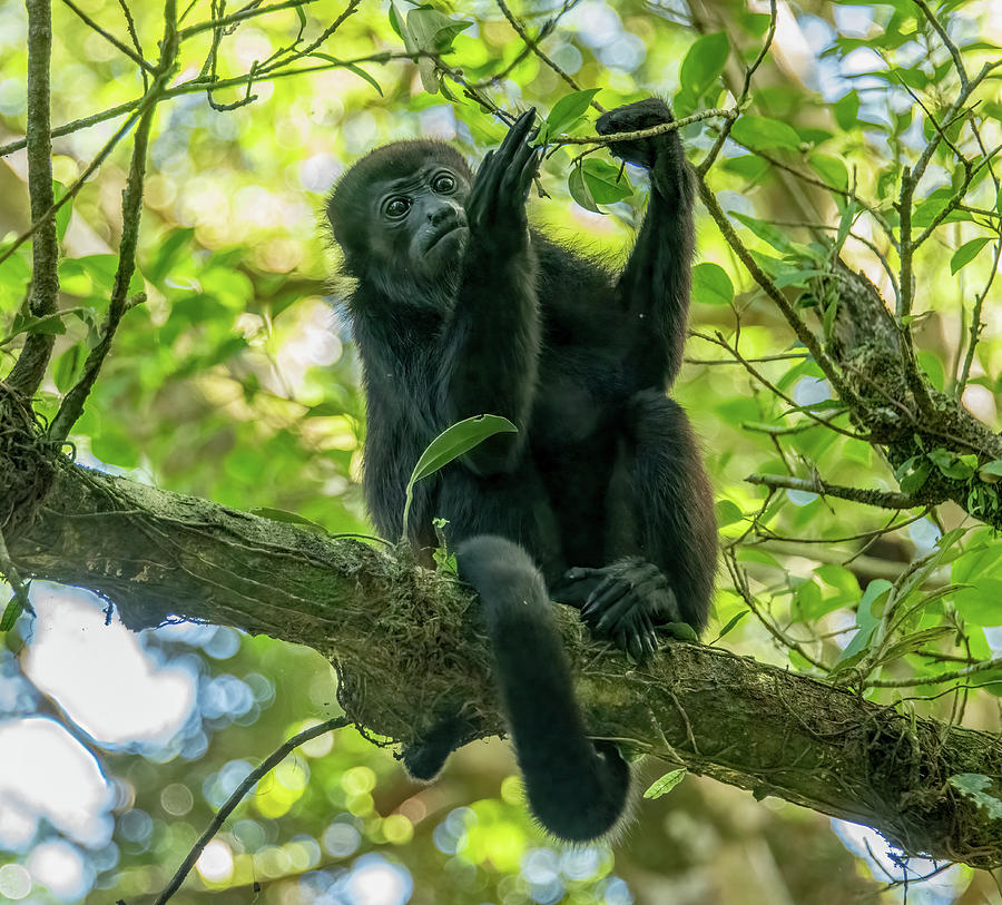 Howler Monkey, Tortuguero Jungle Photograph by Marcy Wielfaert