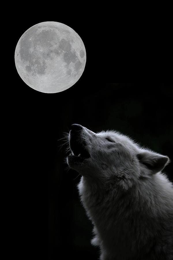 Wolves Photograph - Howling at the moon by RT Photography