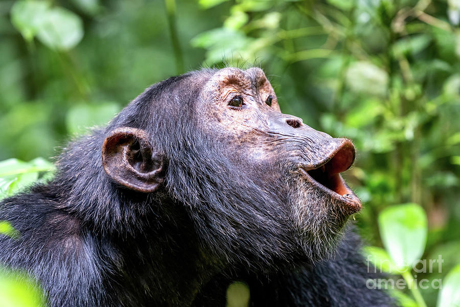 Howling chimpanzee, pan troglodytes, in the tropical rainforest of Kibale National Park, western Uganda. Photograph by Jane Rix