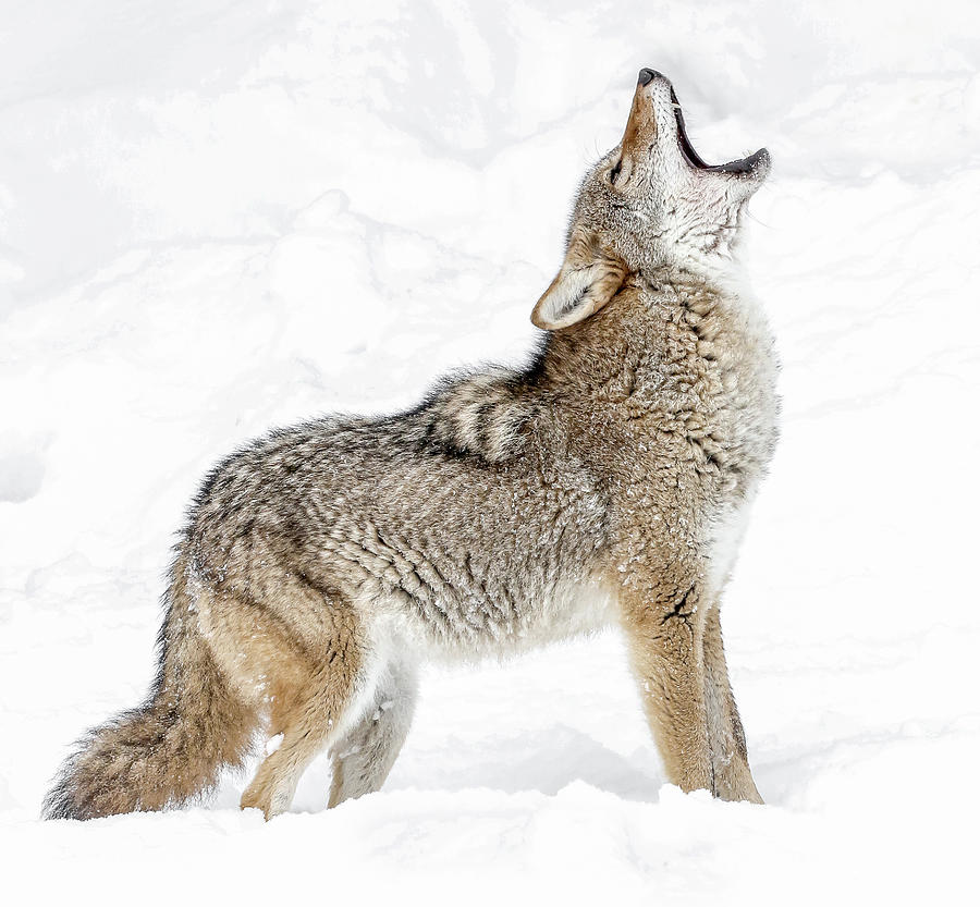 Howling Coyote In The Snow Photograph by Athena Mckinzie