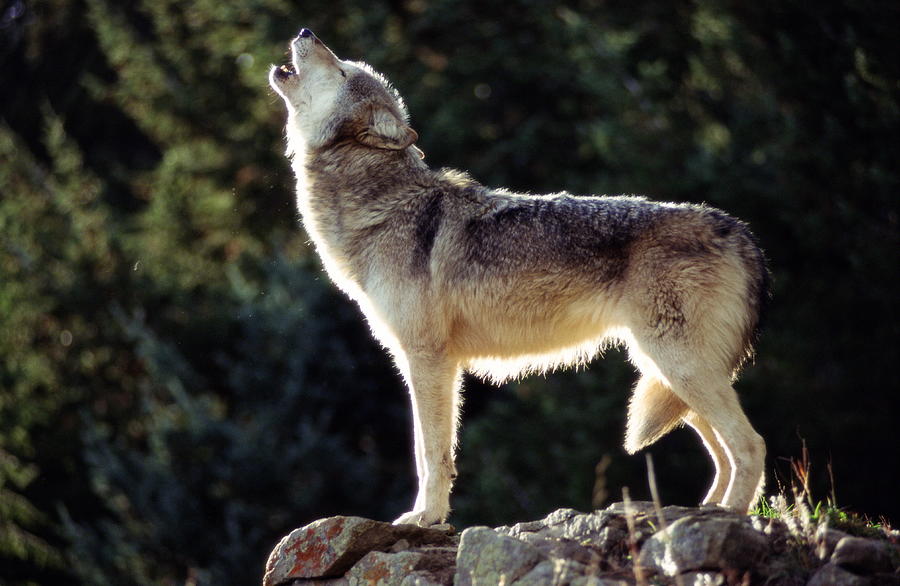 Howling Gray Wolf Photograph by John Giustina