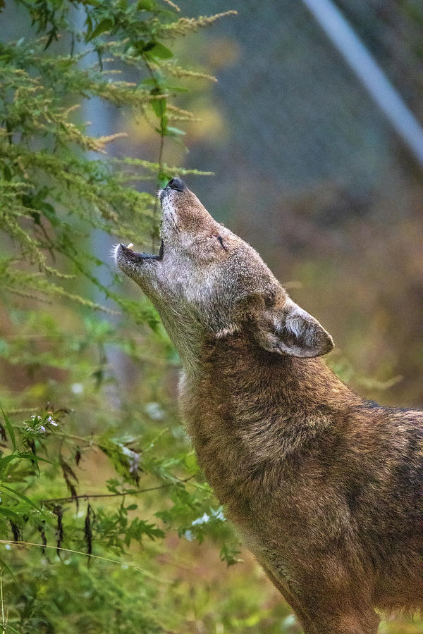 Howling Red Wolf Photograph by Jennifer Egan - Pixels