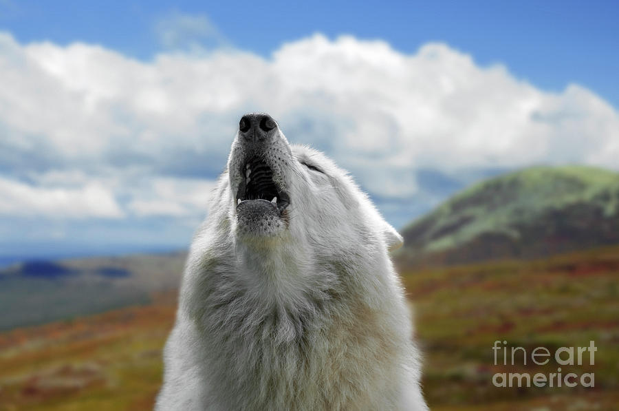 Howling White Wolf Photograph by Arterra Picture Library