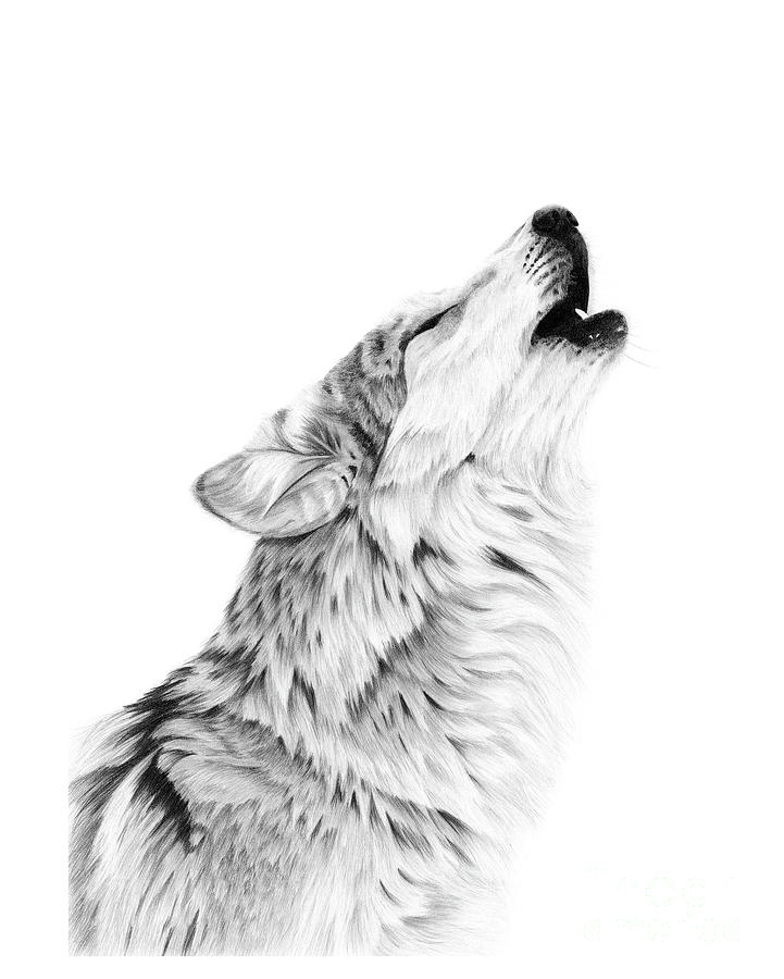Howling Wolf Drawing by Jessica Lebo Fine Art America