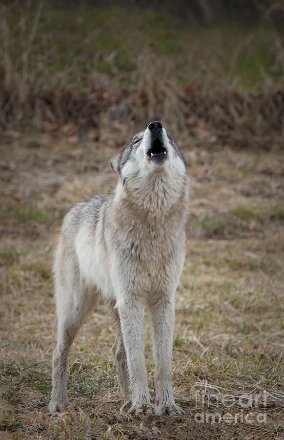 Howling Wolf Photograph by Shari Jardina