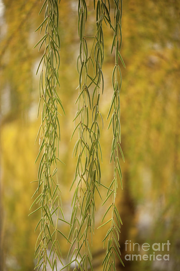 Hoya Linearis hanging stems Photograph by Arletta Cwalina