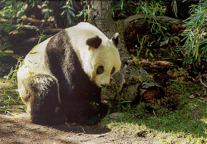 Hua Mei, Giant Panda Bear Photograph by Bonnie Colgan