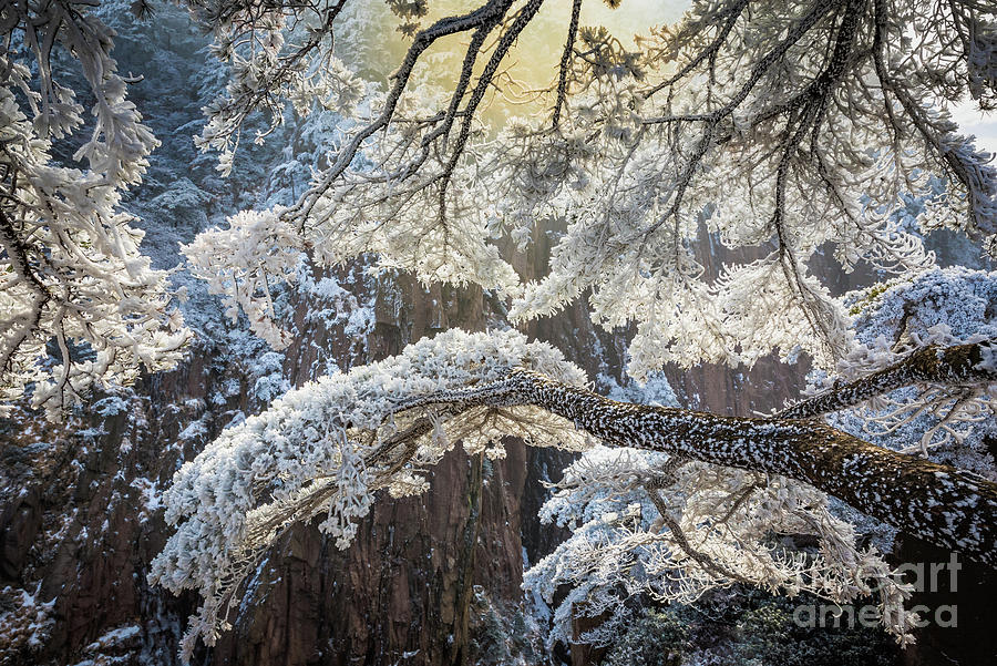 Huangshan winter tree Photograph by Inge Johnsson