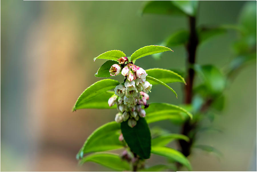 Huckleberry Blooms Photograph by Timothy Anable - Fine Art America