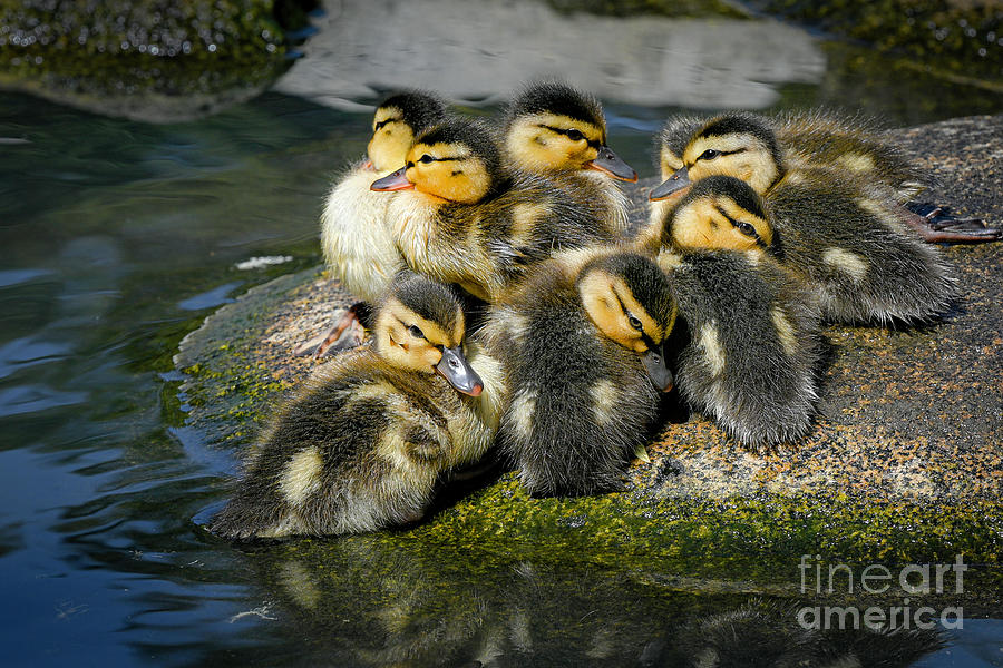 Huddled ducklings Photograph by Michael Wheatley