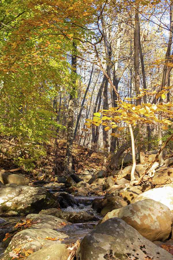 Hudson Highlands Park Stream in Autumn Photograph by Auden Johnson