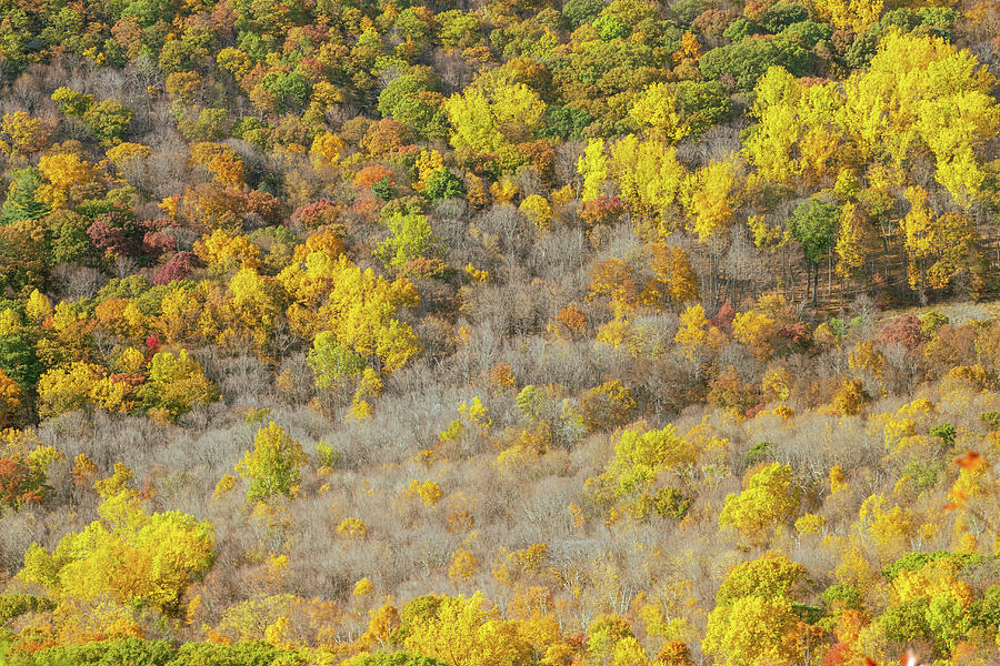 Hudson Valley Autumn Mountain Top Photograph by Auden Johnson