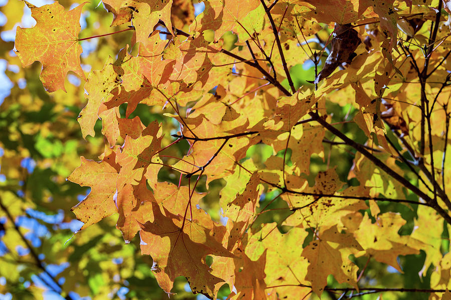 Hudson Valley NY Fall Foliage Photograph by Amelia Pearn