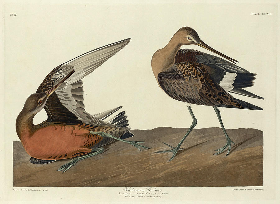 Hudsonian Godwit Drawing by Robert Havell
