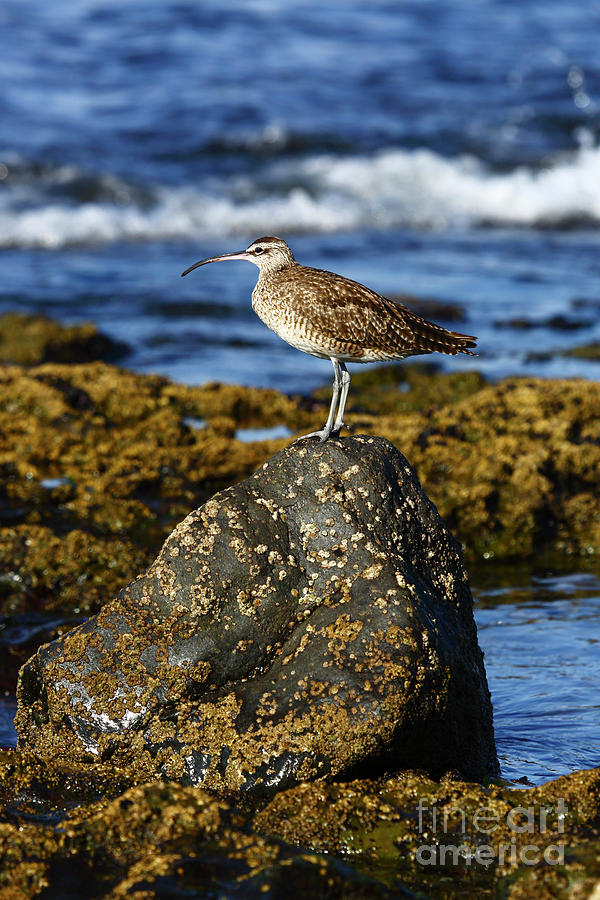 Hudsonian whimbrel standing on rock Photograph by James Brunker