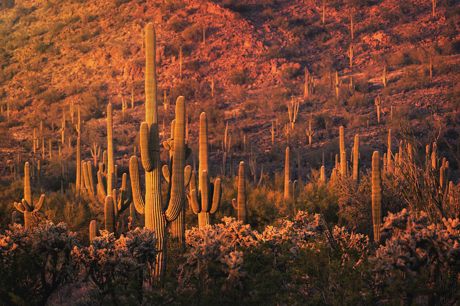 Hues Of Pink Saguaro Sunset Photograph by Saija Lehtonen - Pixels