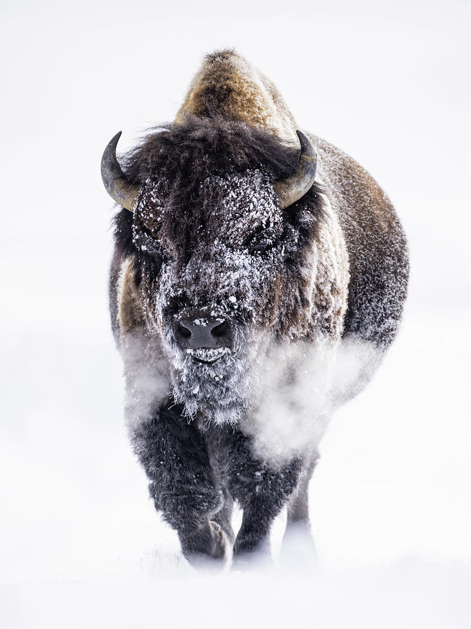 Huffing and Puffing Photograph by Max Waugh - Fine Art America