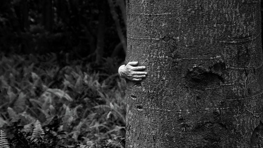 Hug A Tree Photograph by Nahua Photo - Fine Art America