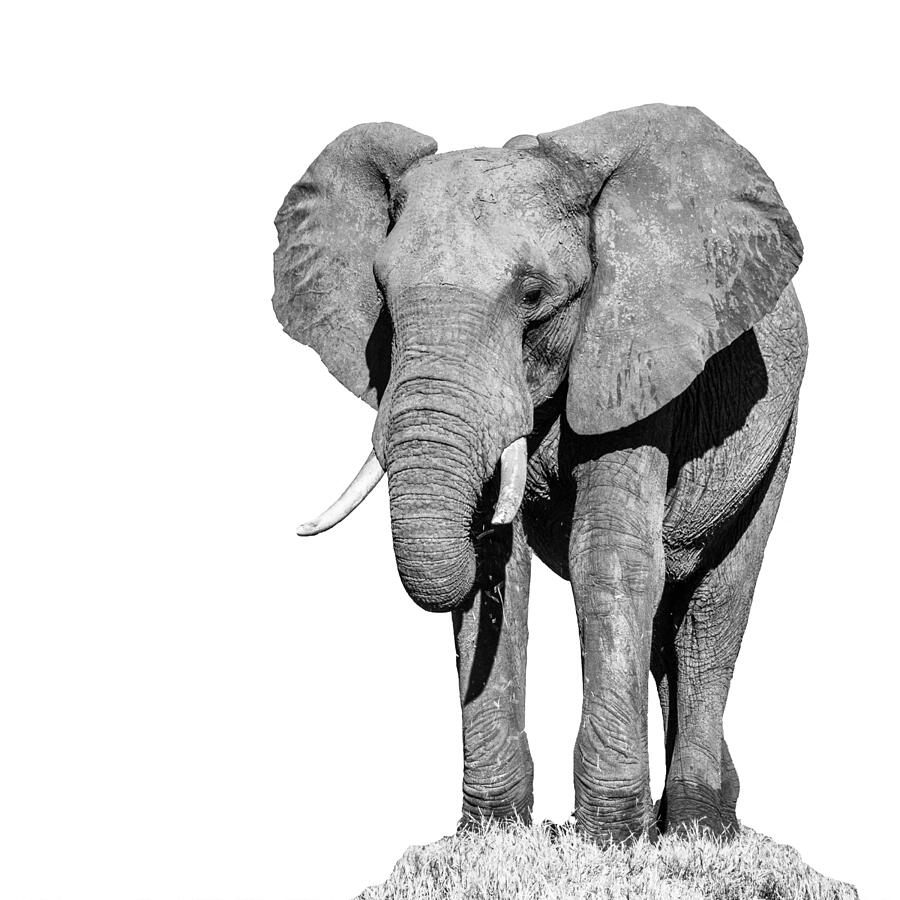 Huge african elephant isolated on white background Photograph by PytyCzech