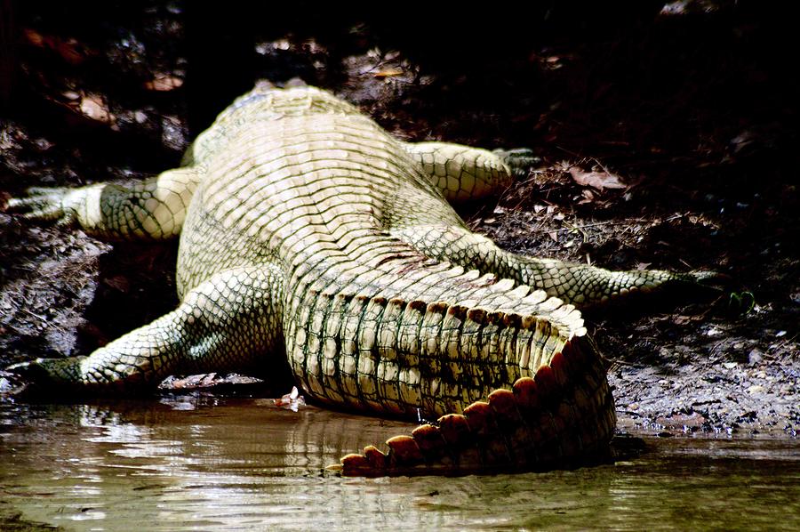 Huge Albino Alligator Photograph by Warren Thompson