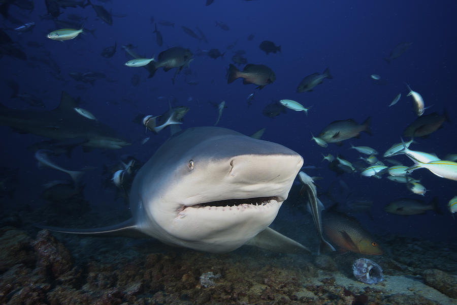 Huge bull shark with mouth open, Fiji. Photograph by Terry Moore/Stocktrek Images