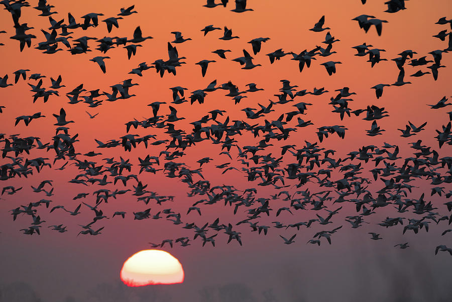 Huge Flock Of Geese First Light Photograph by Mike Fusaro