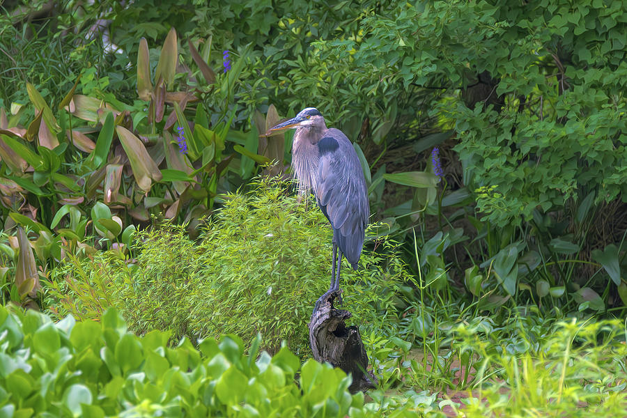 Huge Great Blue Heron taking in the View Photograph by Steve Rich ...