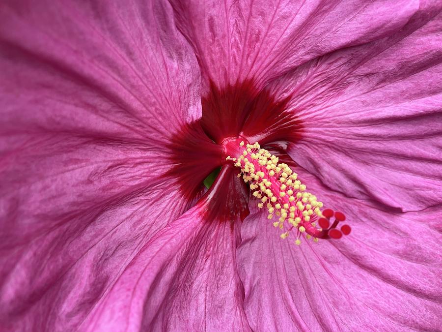 Huge Hibiscus Flower Photograph by Lyudmyla Melnyk - Fine Art America