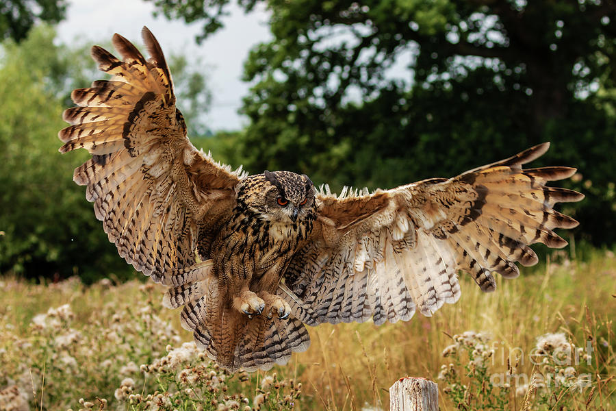 Huge, majestic Eagle Owl in flight over a grassy meadow Photograph by ...