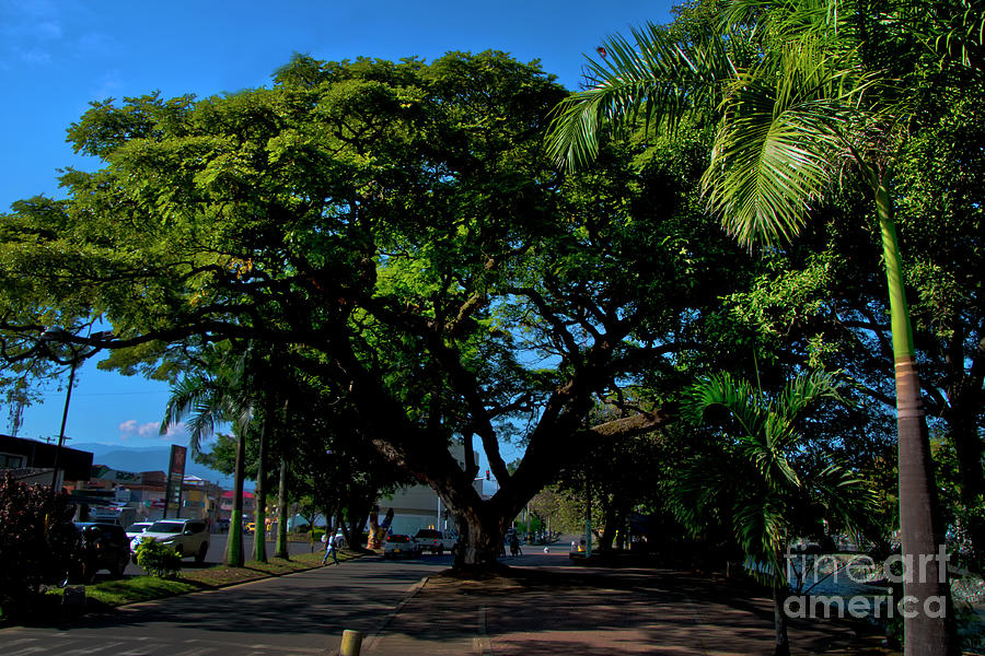 Huge Shade Tree In Tulua Photograph by Al Bourassa