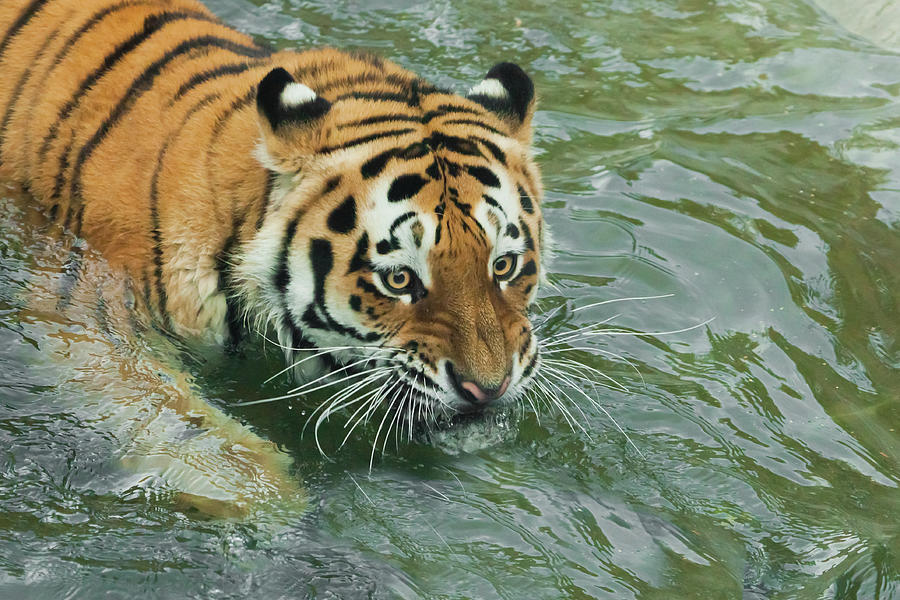 Huge staring eyes Young tiger with expressive eyes walks on the ...