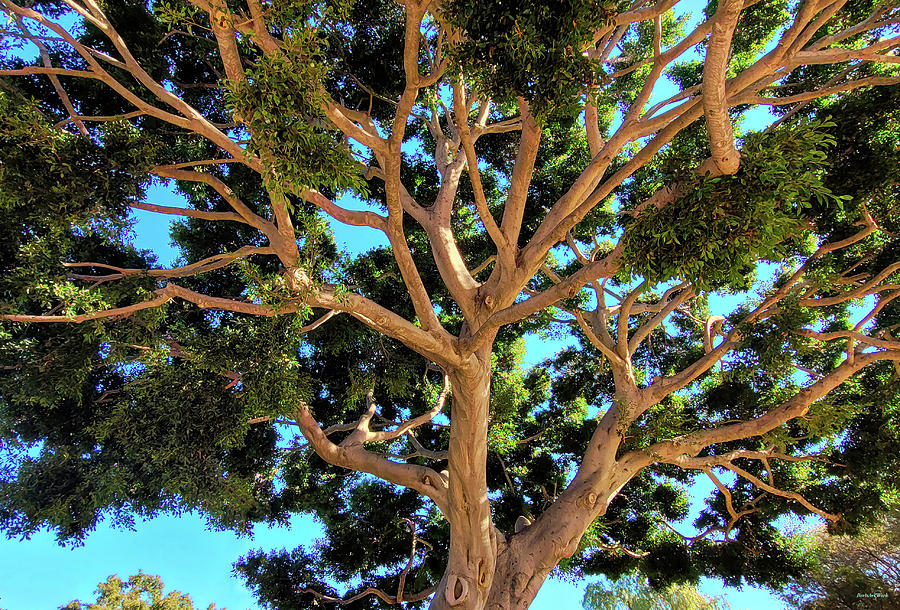 Huge Tree Photograph by Roberta Byram