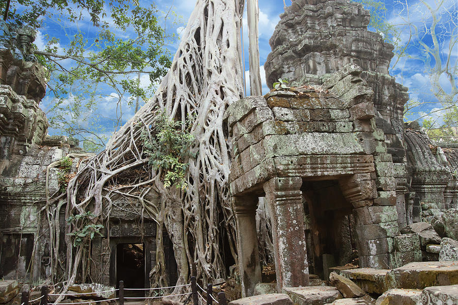 Huge tree roots engulf the ruined temple Photograph by Steve Estvanik