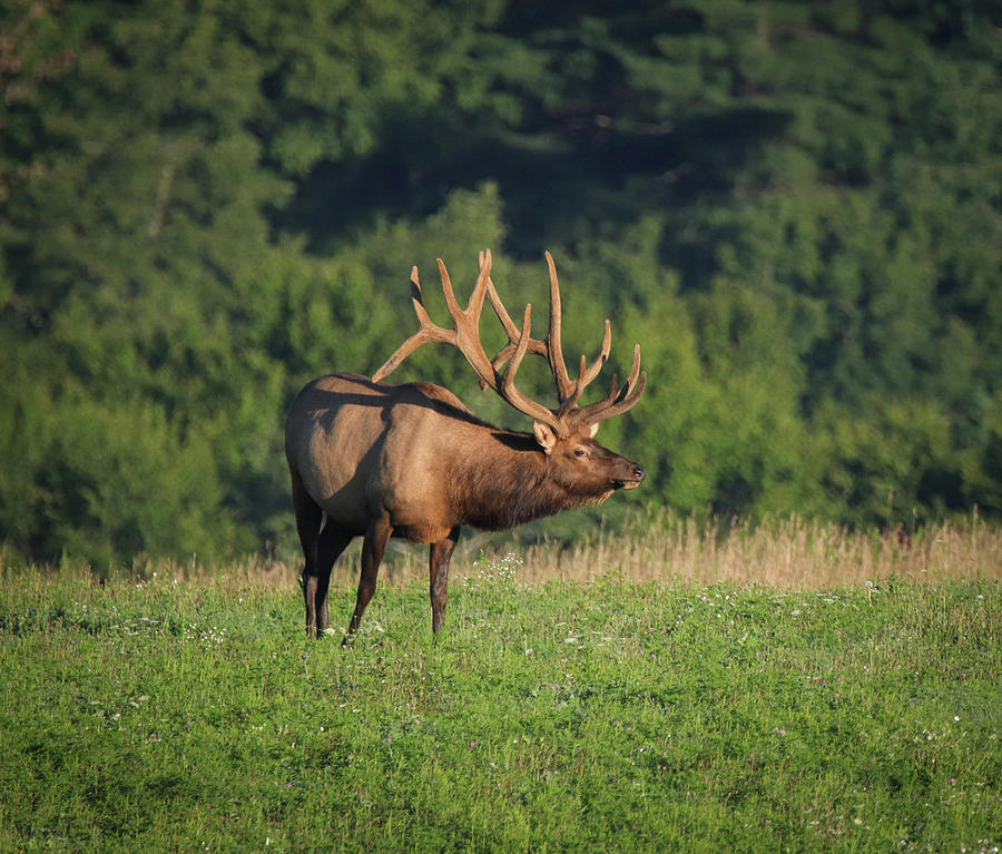 Huge Velvet Bull Photograph by David Kipp - Fine Art America