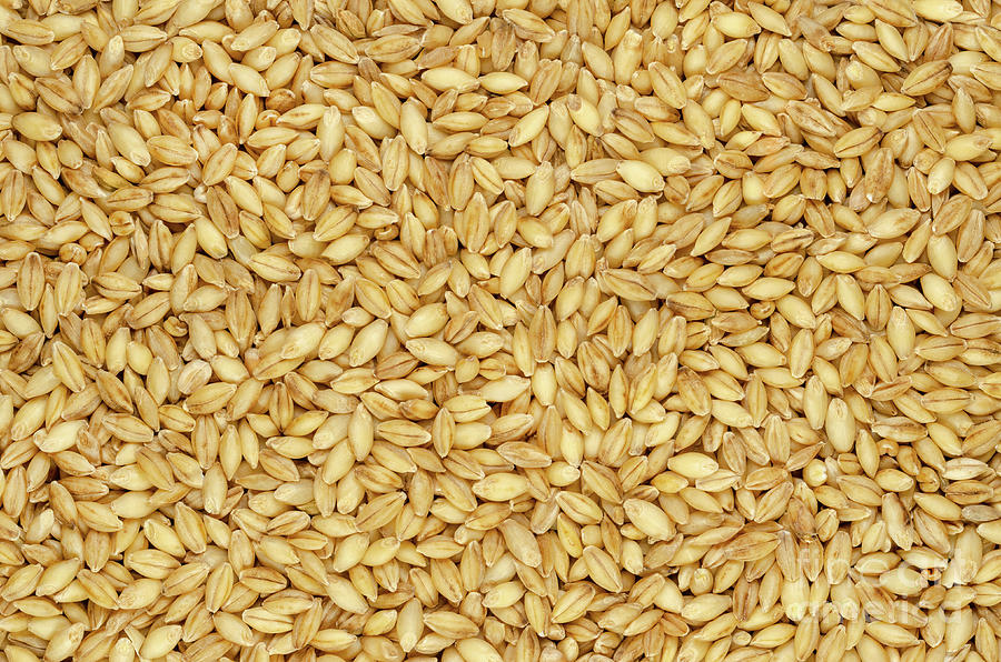 Hulless Barley Grains Also Called Naked Barley Background And Surface Photograph By Peter