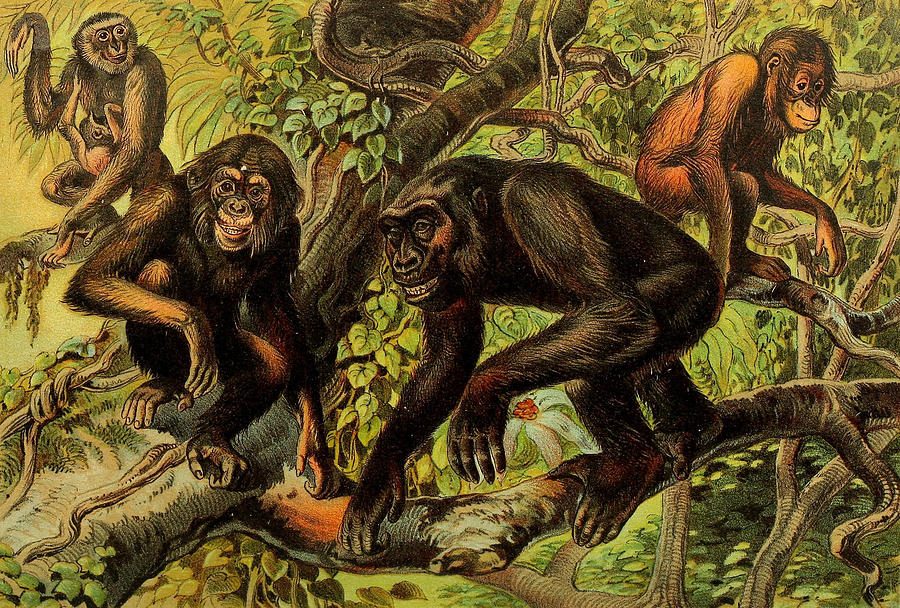 Hulock Gibbon, Chimpanzee, Gorilla, Orangutan Mixed Media by World Art Collective