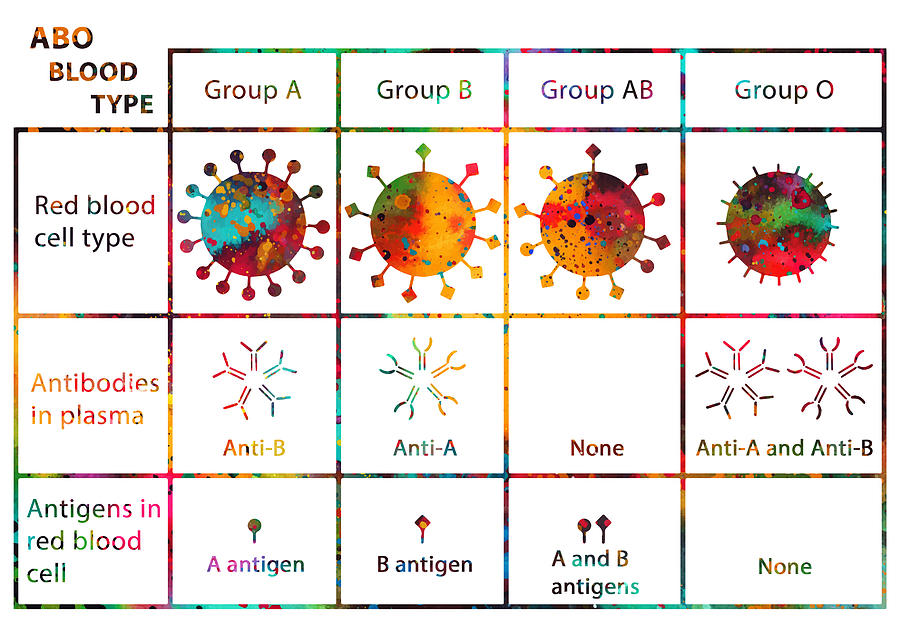 Human ABO Blood Type Digital Art by Erzebet S