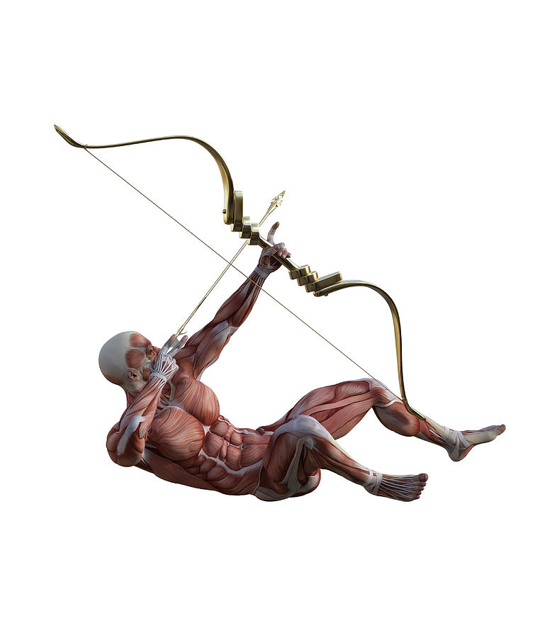 Human Anatomy Archery with Bow and Arrow 1 Digital Art by Barroa ...