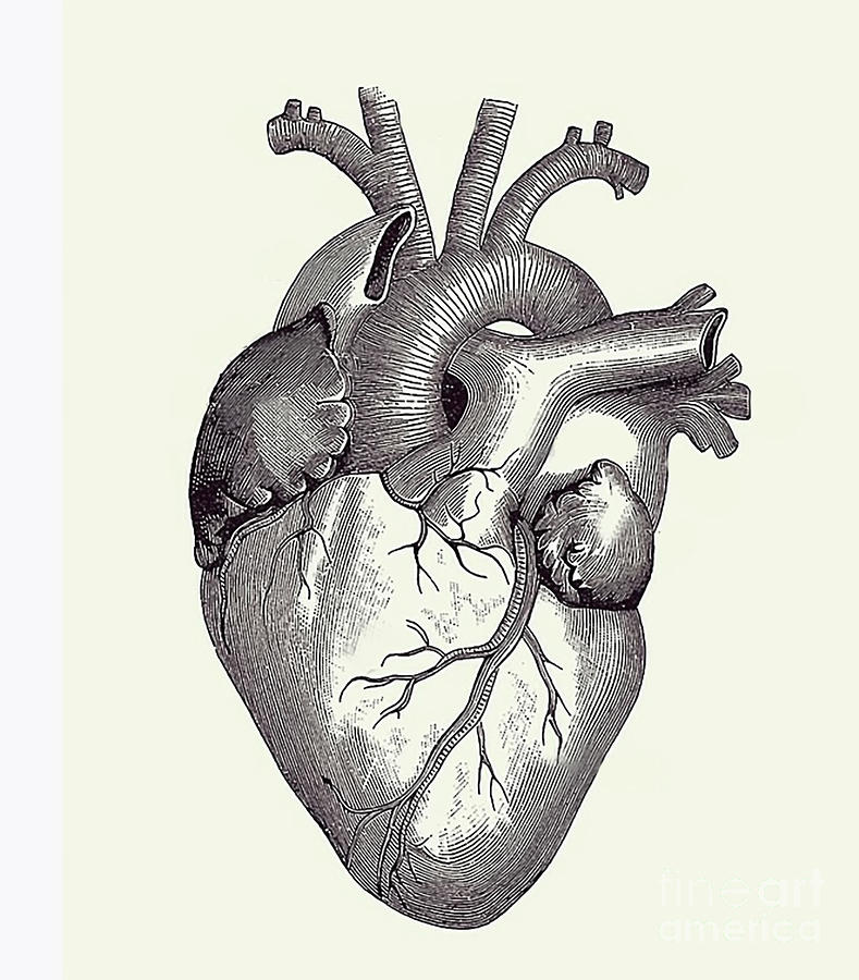Human Heart Artwork Digital Art by Joey Stark