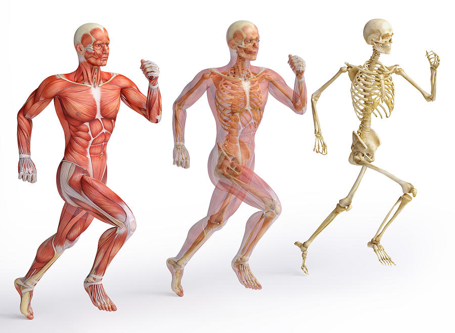 Human anatomy diagrams showing muscle and skeletal systems Photograph by Cosmin4000