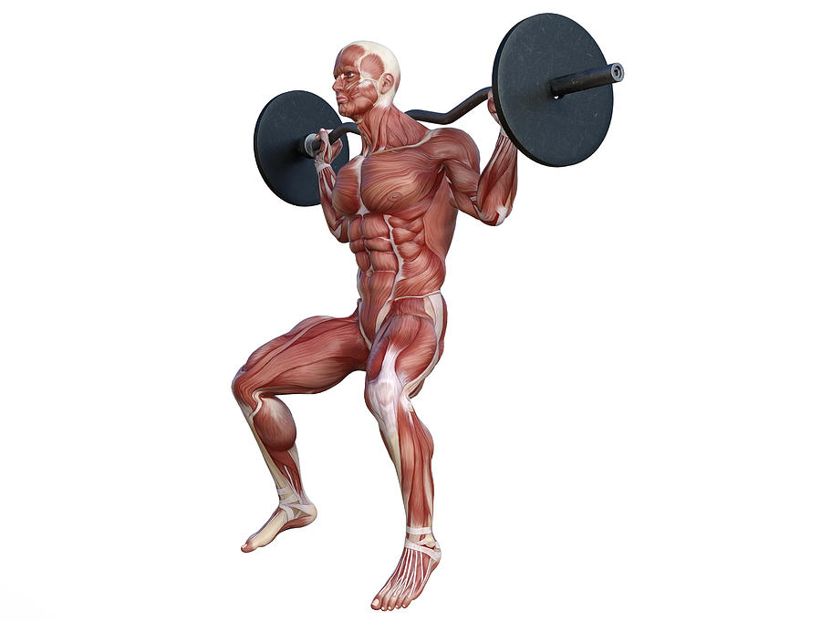 Human Anatomy Gym Exercise 25 Digital Art