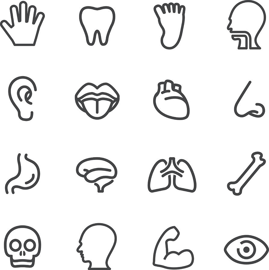 Human Anatomy Icons - Line Series Drawing by -victor-
