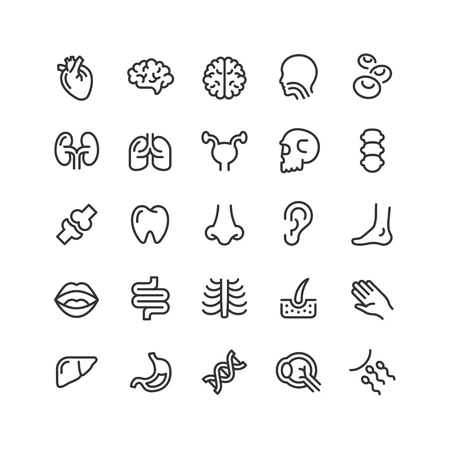 Human Anatomy Line Icons Editable Stroke Drawing by Bounward
