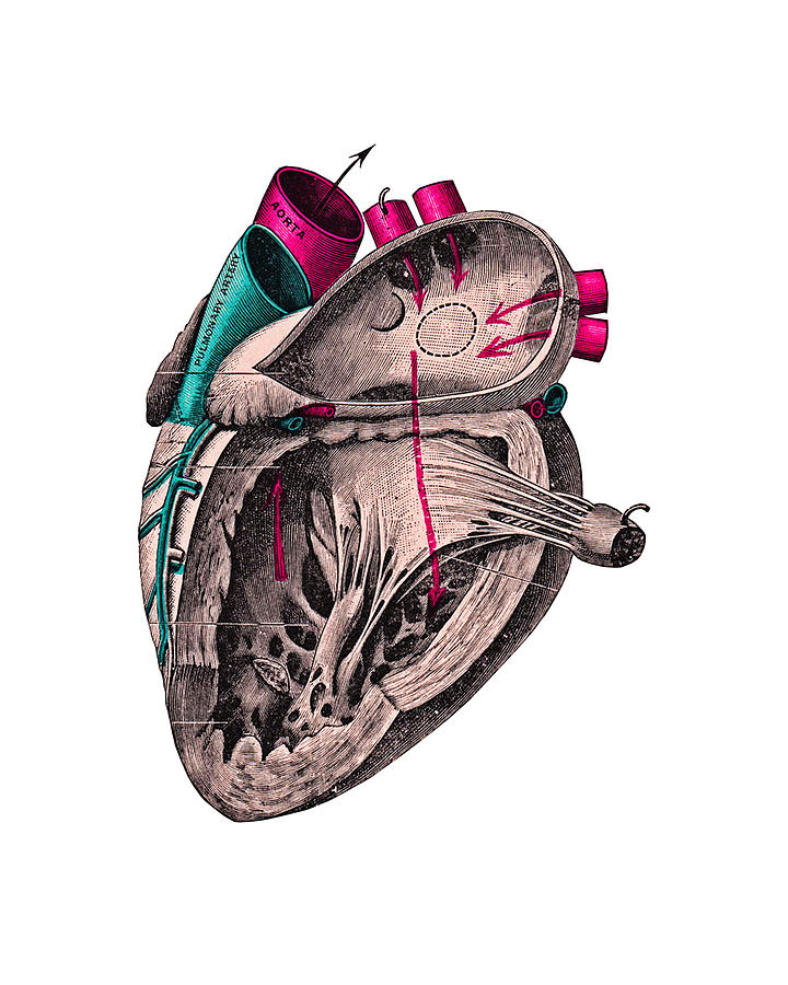 Vintage Digital Art - Human Anatomy Heart by Madame Memento