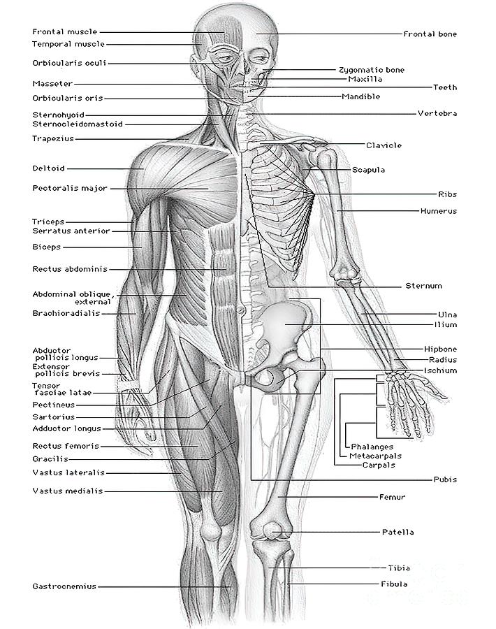 Human Anatomy Painting by Matilda Roxanne - Fine Art America