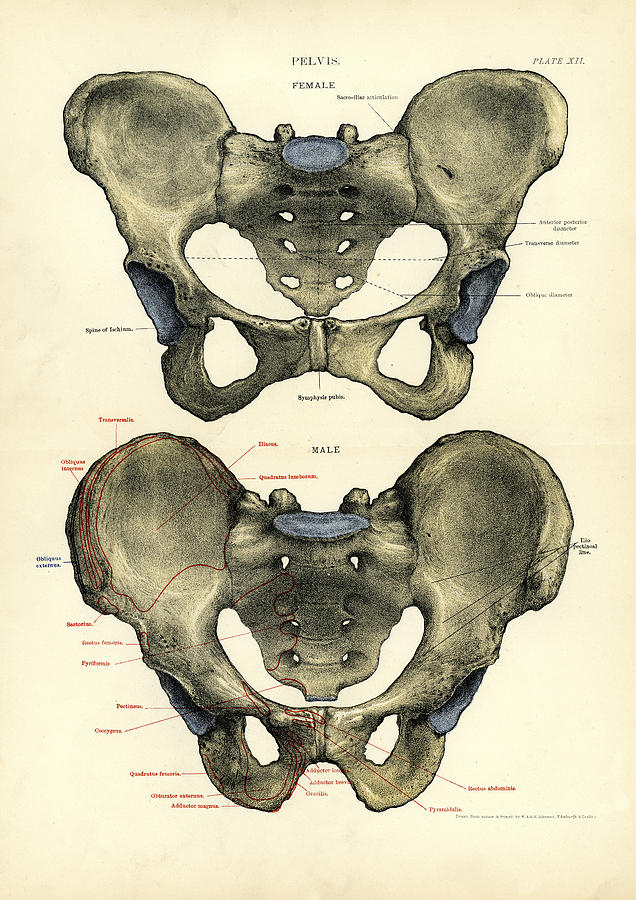 Human Anatomy - Pelvis Drawing by Duncan1890