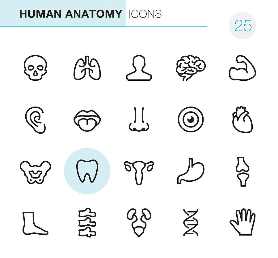 Human Anatomy - Pixel Perfect icons Photograph by Lushik