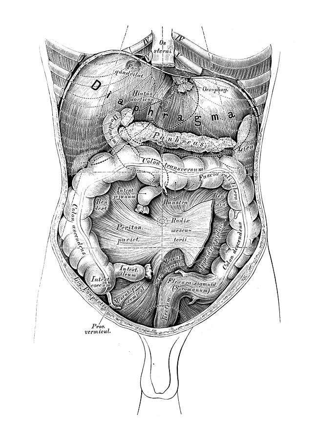 Human anatomy scientific illustrations: Abdomen map Drawing by Ilbusca